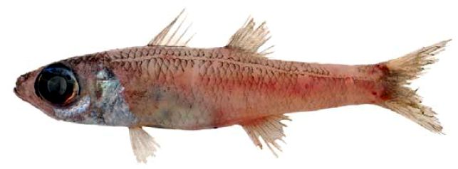 Epigonus denticulatus_03